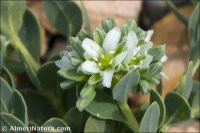 Telephium imperati