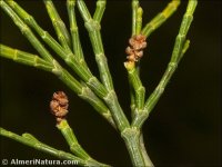 Tetraclinis articulata