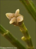 Tetraclinis articulata