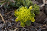 Teucrium aureum subsp. turdetanum