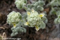 Teucrium aureum subsp. turdetanum