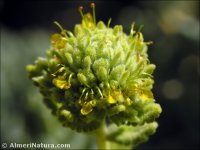 Teucrium bicoloreum