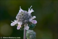 Teucrium capitatum subsp. gracillimum