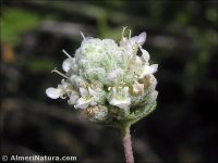 Teucrium capitatum