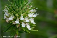 Teucrium carolipaui
subsp. fontqueri