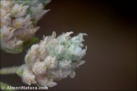 Teucrium charidemi x
T. eriocephalum subsp. almeriense