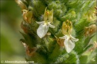 Teucrium compactum