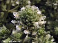 Teucrium dunense