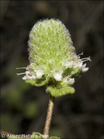 Teucrium eriocephalum