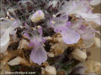 Teucrium eriocephalum