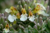 Teucrium freynii