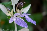 Teucrium fruticans