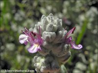 Teucrium gnaphalodes