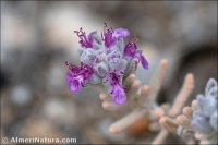 Teucrium gnaphalodes