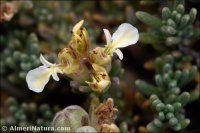 Teucrium hervieri