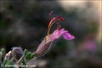 Teucrium intricatum