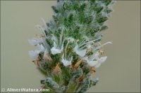 Teucrium lanigerum