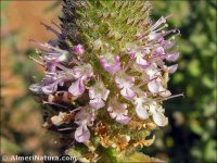 Teucrium lanigerum