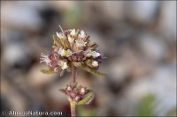 Teucrium leonis
