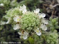 Teucrium lusitanicum
ssp clementiae
