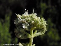Teucrium lusitanicum