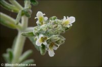 Teucrium murcicum