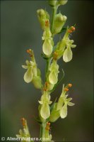 Teucrium oxylepis