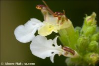 Teucrium rotundifolium