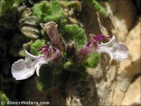 Teucrium rotundifolium