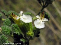 Teucrium rotundifolium