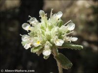 Teucrium similatum
