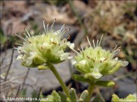 Teucrium similatum