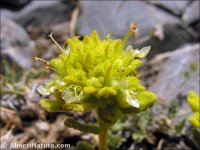 Teucrium similatum