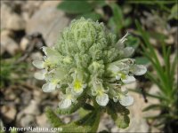Teucrium similatum