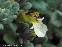 Teucrium thymifolium