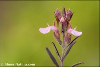 Teucrium webbianum