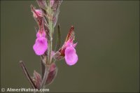 Teucrium webbianum
