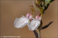 Teucrium webbianum