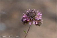 Teucrium x guemesii
