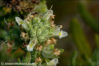 Teucrium x motae