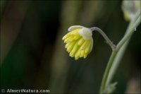 Thalictrum minus subsp. valentinus