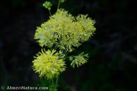 Thalictrum speciosissimum