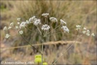 Thapsia gummifera