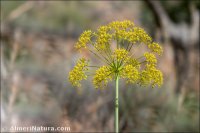 Thapsia tenuifolia