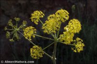 Thapsia villosa