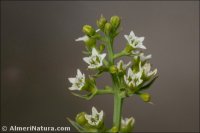 Tesium humifusum