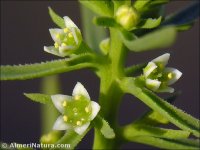 Thesium humile