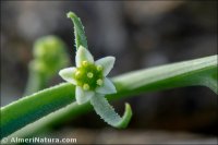 Thesium humile