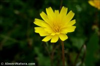 Thrincia hispida