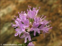 Thymbra capitata